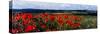 Poppies growing in a field, Rinzenberg, Rhineland-Palatinate, Germany-null-Stretched Canvas