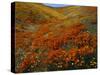 Poppies Growing on Valley, Antelope Valley, California, USA-Scott T. Smith-Stretched Canvas