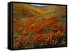 Poppies Growing on Valley, Antelope Valley, California, USA-Scott T. Smith-Framed Stretched Canvas