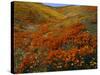 Poppies Growing on Valley, Antelope Valley, California, USA-Scott T. Smith-Stretched Canvas