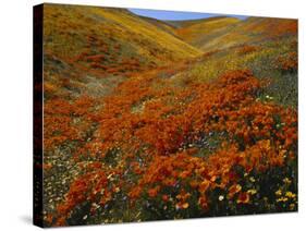 Poppies Growing on Valley, Antelope Valley, California, USA-Scott T. Smith-Stretched Canvas