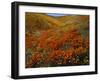 Poppies Growing on Valley, Antelope Valley, California, USA-Scott T. Smith-Framed Photographic Print