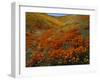 Poppies Growing on Valley, Antelope Valley, California, USA-Scott T. Smith-Framed Photographic Print