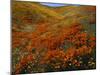 Poppies Growing on Valley, Antelope Valley, California, USA-Scott T. Smith-Mounted Photographic Print