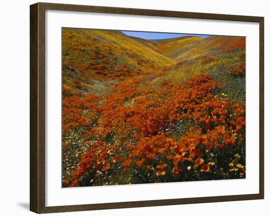 Poppies Growing on Valley, Antelope Valley, California, USA-Scott T. Smith-Framed Photographic Print