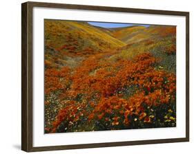 Poppies Growing on Valley, Antelope Valley, California, USA-Scott T. Smith-Framed Photographic Print