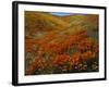 Poppies Growing on Valley, Antelope Valley, California, USA-Scott T. Smith-Framed Photographic Print