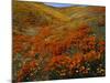 Poppies Growing on Valley, Antelope Valley, California, USA-Scott T. Smith-Mounted Photographic Print