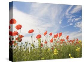 Poppies, Highland of Castelluccio Di Norcia, Norcia, Umbria, Italy, Europe-Angelo Cavalli-Stretched Canvas