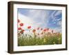 Poppies, Highland of Castelluccio Di Norcia, Norcia, Umbria, Italy, Europe-Angelo Cavalli-Framed Photographic Print