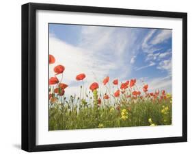 Poppies, Highland of Castelluccio Di Norcia, Norcia, Umbria, Italy, Europe-Angelo Cavalli-Framed Photographic Print