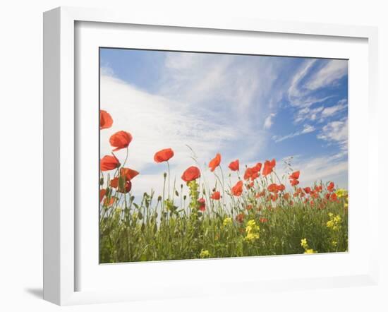 Poppies, Highland of Castelluccio Di Norcia, Norcia, Umbria, Italy, Europe-Angelo Cavalli-Framed Photographic Print