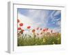 Poppies, Highland of Castelluccio Di Norcia, Norcia, Umbria, Italy, Europe-Angelo Cavalli-Framed Photographic Print