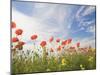 Poppies, Highland of Castelluccio Di Norcia, Norcia, Umbria, Italy, Europe-Angelo Cavalli-Mounted Photographic Print