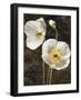 Poppies I-John Seba-Framed Art Print