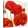 Poppies II-Luca Villa-Stretched Canvas