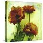 Poppies II-Herb Dickinson-Stretched Canvas