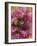 Poppies II-li bo-Framed Giclee Print