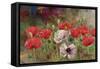 Poppies III-li bo-Framed Stretched Canvas