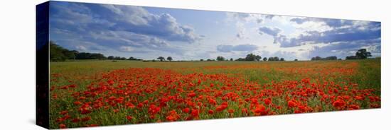 Poppies in a Field, Norfolk, England-null-Stretched Canvas