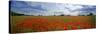 Poppies in a Field, Norfolk, England-null-Stretched Canvas