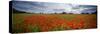 Poppies in a Field, Norfolk, England-null-Stretched Canvas