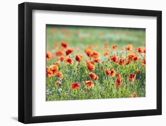 Poppies in a field of Flax near Easingwold, York, North Yorkshire, England, United Kingdom, Europe-John Potter-Framed Photographic Print
