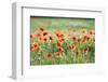 Poppies in a field of Flax near Easingwold, York, North Yorkshire, England, United Kingdom, Europe-John Potter-Framed Photographic Print