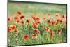Poppies in a field of Flax near Easingwold, York, North Yorkshire, England, United Kingdom, Europe-John Potter-Mounted Photographic Print