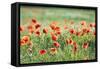 Poppies in a field of Flax near Easingwold, York, North Yorkshire, England, United Kingdom, Europe-John Potter-Framed Stretched Canvas