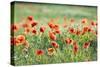 Poppies in a field of Flax near Easingwold, York, North Yorkshire, England, United Kingdom, Europe-John Potter-Stretched Canvas