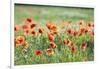 Poppies in a field of Flax near Easingwold, York, North Yorkshire, England, United Kingdom, Europe-John Potter-Framed Photographic Print