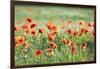 Poppies in a field of Flax near Easingwold, York, North Yorkshire, England, United Kingdom, Europe-John Potter-Framed Photographic Print