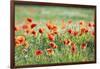 Poppies in a field of Flax near Easingwold, York, North Yorkshire, England, United Kingdom, Europe-John Potter-Framed Photographic Print