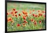 Poppies in a field of Flax near Easingwold, York, North Yorkshire, England, United Kingdom, Europe-John Potter-Framed Photographic Print