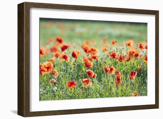 Poppies in a field of Flax near Easingwold, York, North Yorkshire, England, United Kingdom, Europe-John Potter-Framed Photographic Print