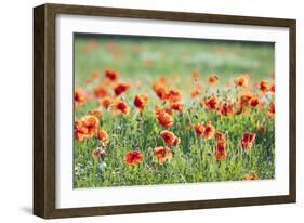 Poppies in a field of Flax near Easingwold, York, North Yorkshire, England, United Kingdom, Europe-John Potter-Framed Photographic Print