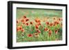 Poppies in a field of Flax near Easingwold, York, North Yorkshire, England, United Kingdom, Europe-John Potter-Framed Photographic Print