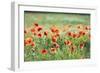 Poppies in a field of Flax near Easingwold, York, North Yorkshire, England, United Kingdom, Europe-John Potter-Framed Photographic Print