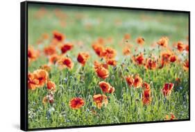 Poppies in a field of Flax near Easingwold, York, North Yorkshire, England, United Kingdom, Europe-John Potter-Framed Stretched Canvas