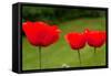Poppies in a Row Photo Print Poster-null-Framed Stretched Canvas
