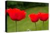 Poppies in a Row Photo Print Poster-null-Stretched Canvas