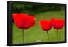 Poppies in a Row Photo Print Poster-null-Framed Poster