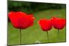 Poppies in a Row Photo Print Poster-null-Mounted Poster