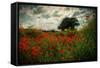 Poppies in a Wild Field-Mark Gemmell-Framed Stretched Canvas