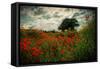 Poppies in a Wild Field-Mark Gemmell-Framed Stretched Canvas