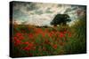 Poppies in a Wild Field-Mark Gemmell-Stretched Canvas