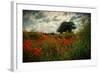 Poppies in a Wild Field-Mark Gemmell-Framed Photographic Print