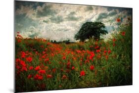 Poppies in a Wild Field-Mark Gemmell-Mounted Photographic Print