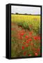 Poppies in an Oilseed Rape Field Near North Stainley-Mark Sunderland-Framed Stretched Canvas